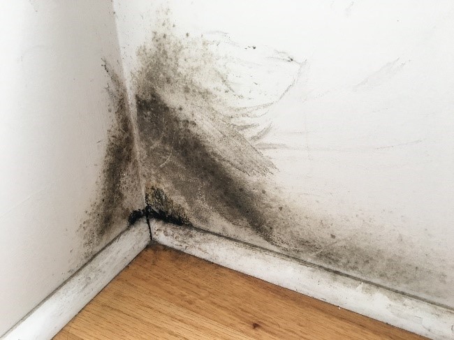 Mould and Dampness